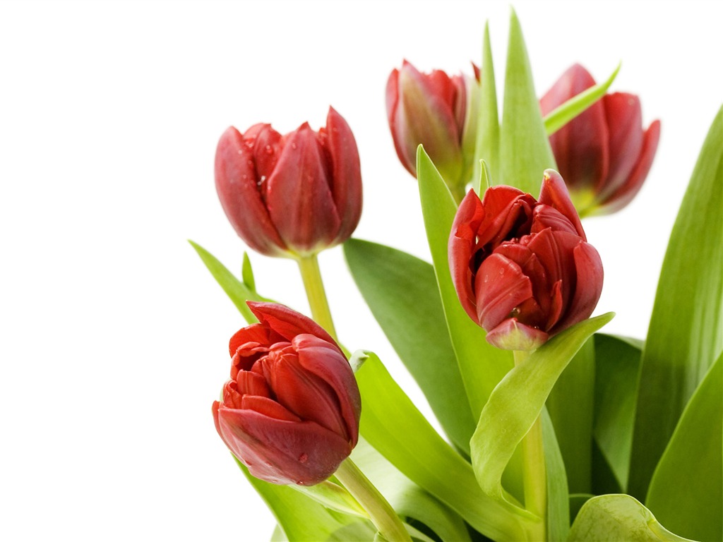 Velký tulipán tapety (1) #14 - 1024x768