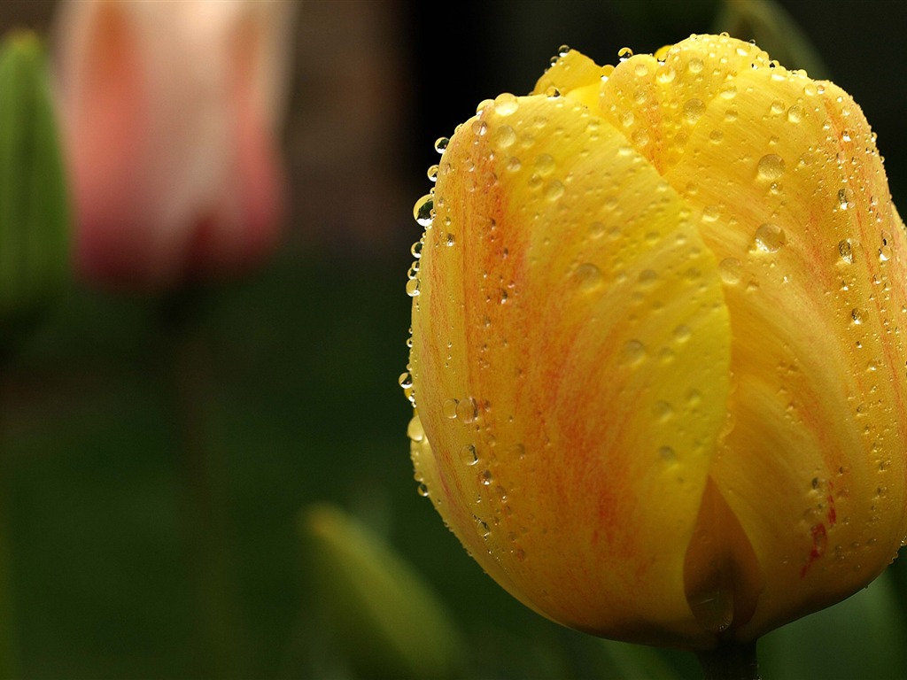 Velký tulipán tapety (1) #16 - 1024x768