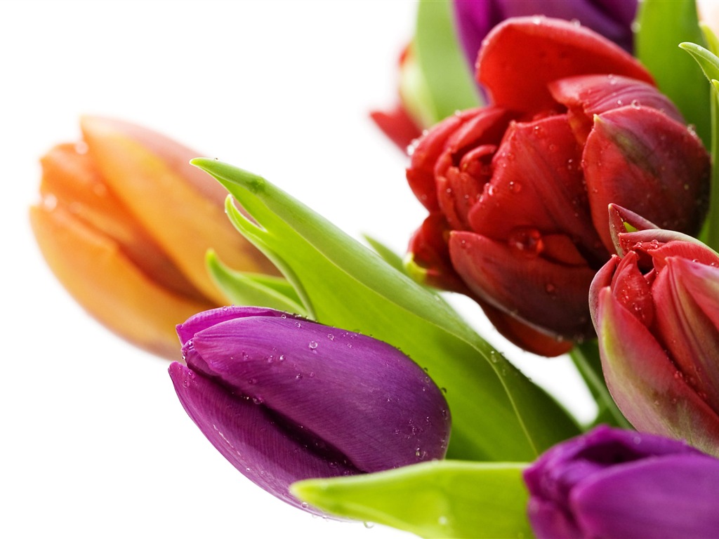 Velký tulipán tapety (1) #17 - 1024x768