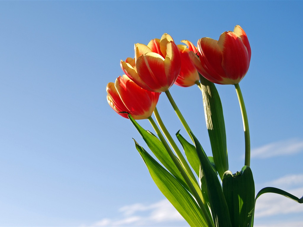 Velký tulipán tapety (1) #19 - 1024x768