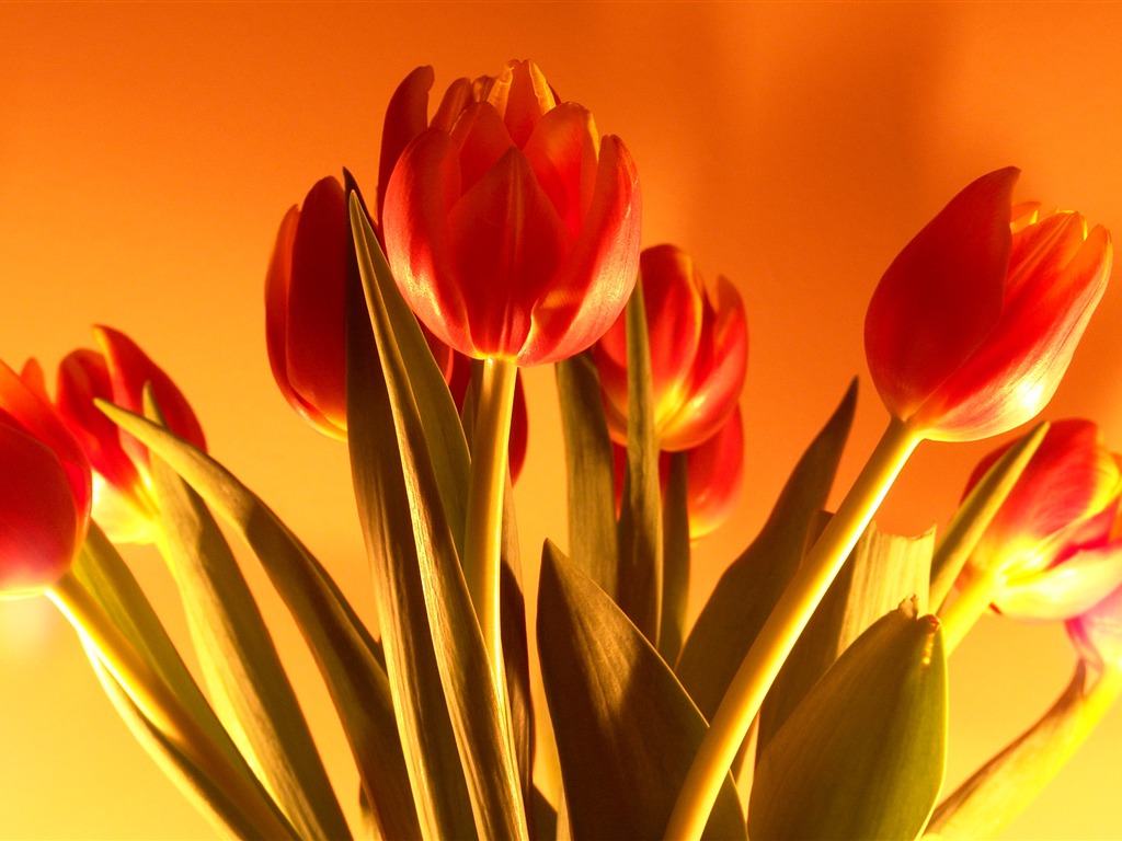Velký tulipán tapety (1) #20 - 1024x768
