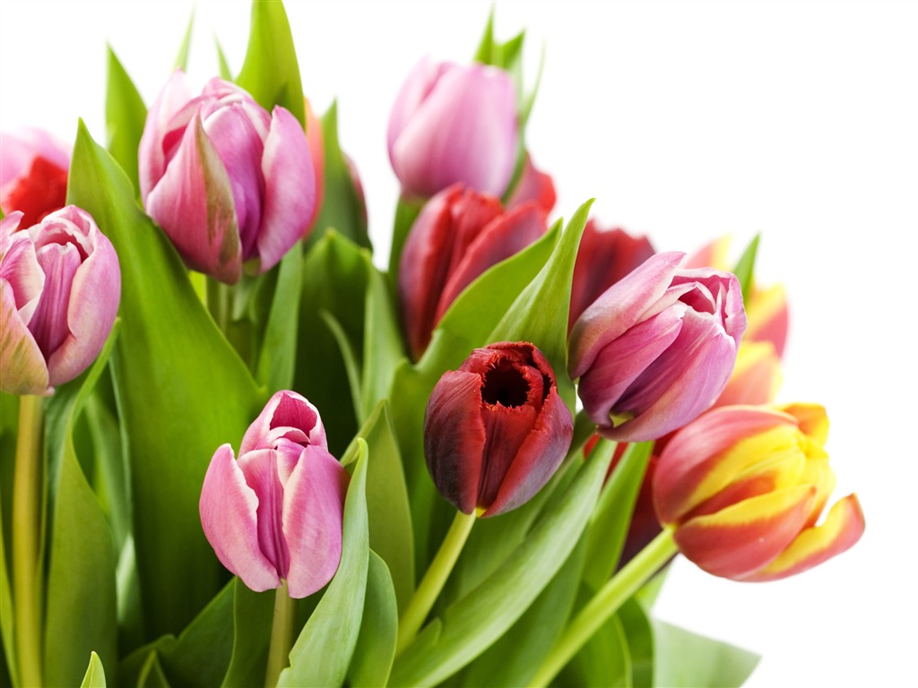 Velký tulipán tapetu (2) #4 - 1024x768