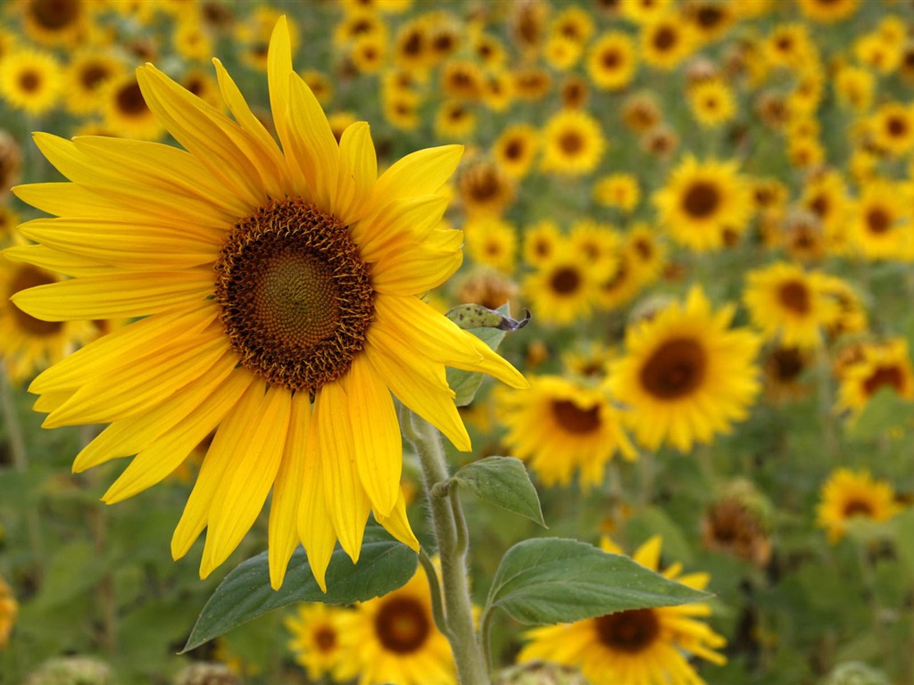 fondos de escritorio de flores con pantalla ancha de cerca (1) #19 - 1024x768