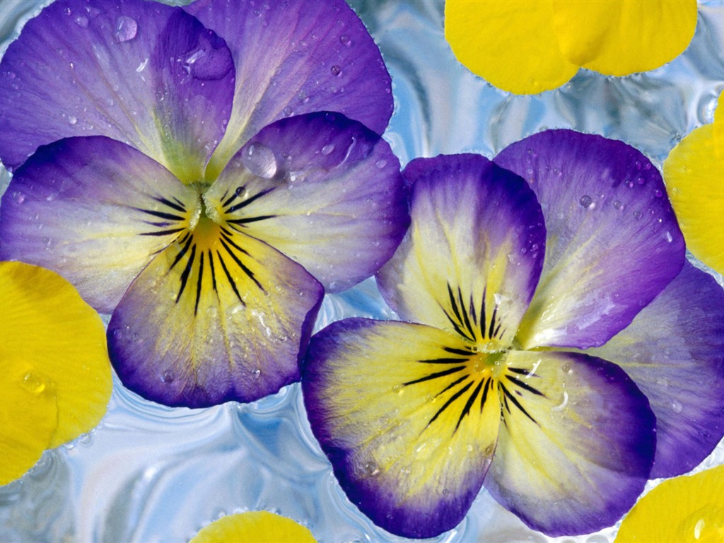 Widescreen-Wallpaper Blumen close-up (2) #1 - 1024x768