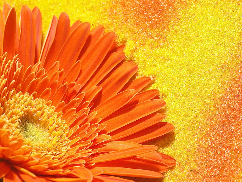 Widescreen wallpaper flowers close-up (2) #15 - 1024x768