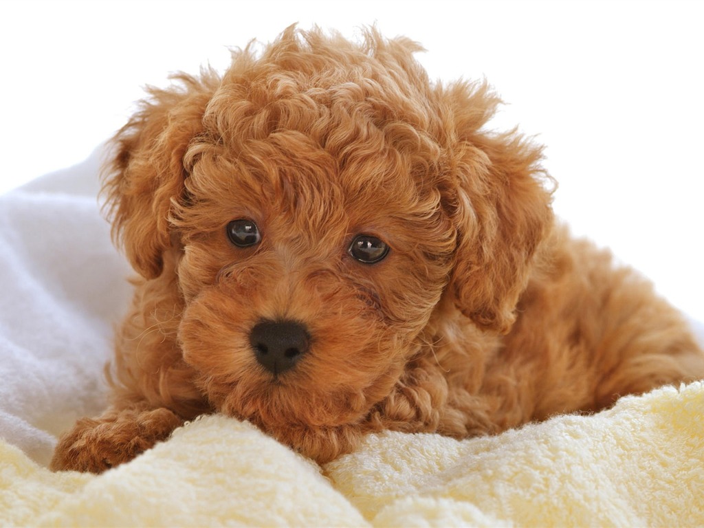 Puppy Photo HD wallpapers (10) #19 - 1024x768