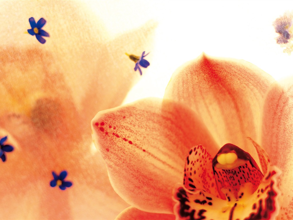 Širokoúhlý tapety květiny close-up (3) #5 - 1024x768
