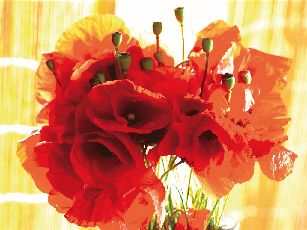 fondos de escritorio de flores con pantalla ancha de cerca (3) #16 - 1024x768
