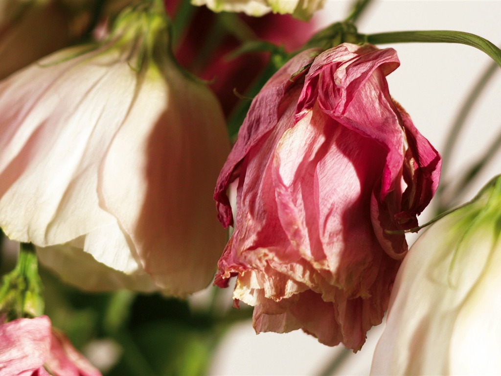 Širokoúhlý tapety květiny close-up (4) #3 - 1024x768