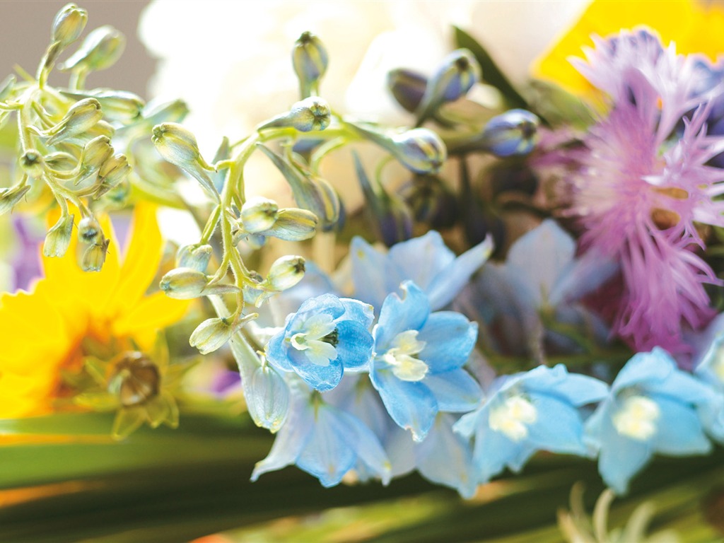 Širokoúhlý tapety květiny close-up (4) #9 - 1024x768