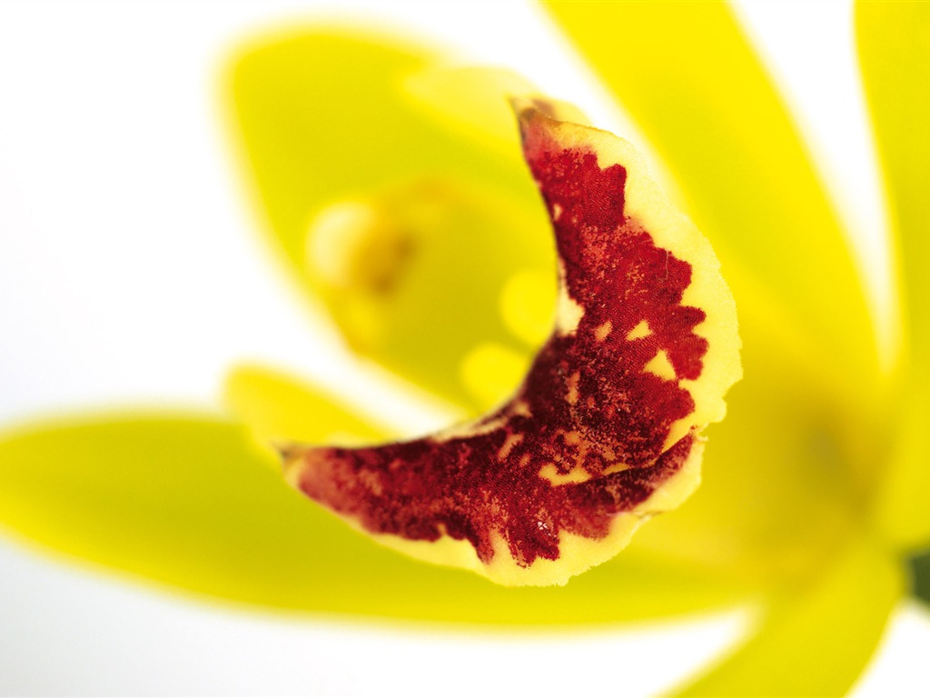 Širokoúhlý tapety květiny close-up (4) #15 - 1024x768