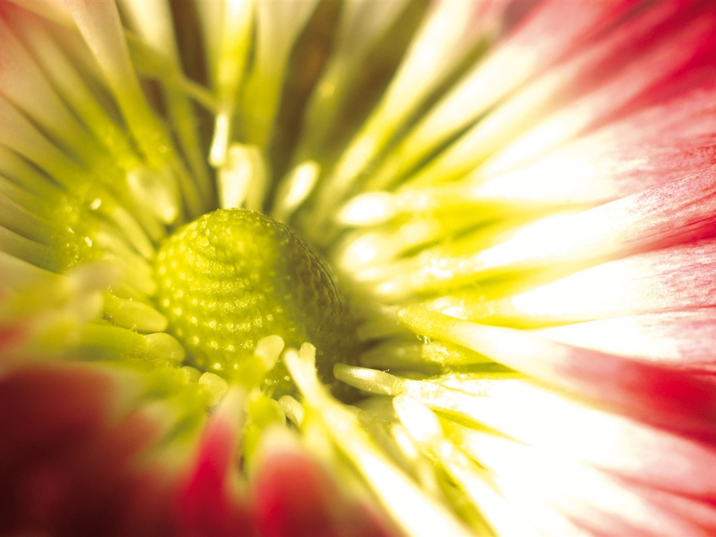 Širokoúhlý tapety květiny close-up (4) #16 - 1024x768