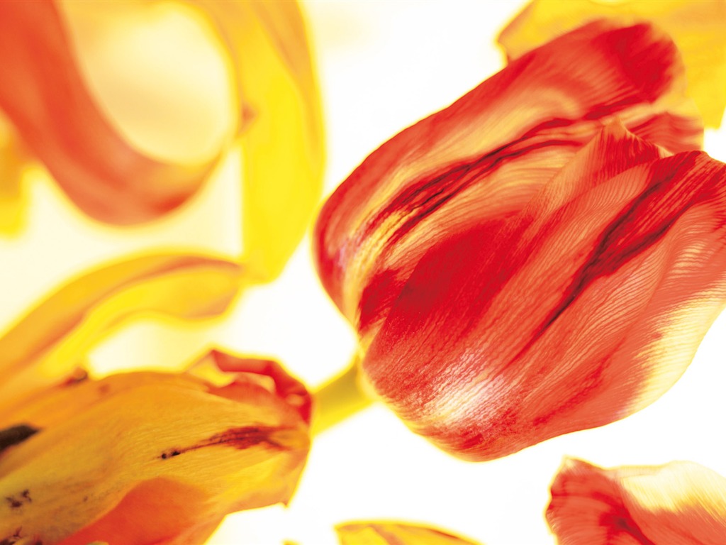 Širokoúhlý tapety květiny close-up (4) #19 - 1024x768