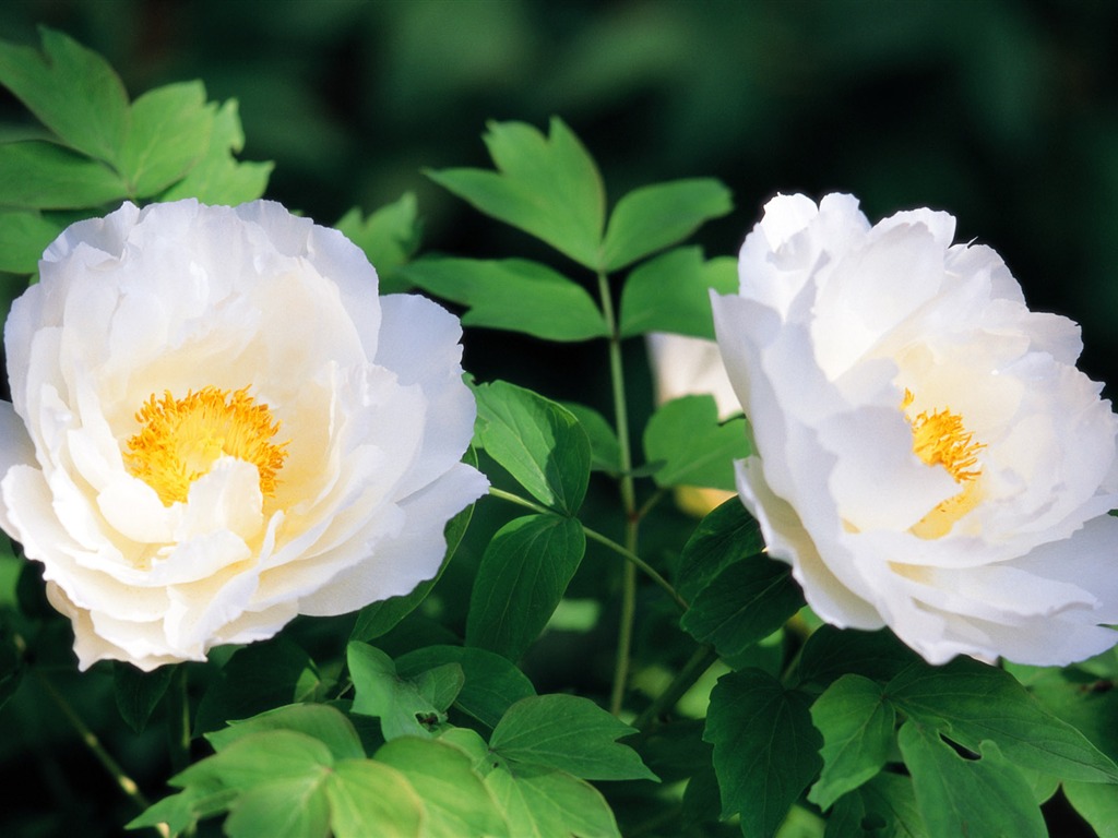 fleurs fond d'écran Widescreen close-up (7) #8 - 1024x768