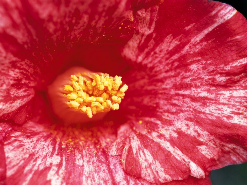 fleurs fond d'écran Widescreen close-up (7) #11 - 1024x768
