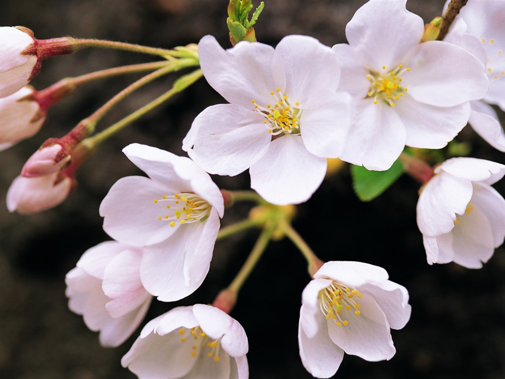 fleurs fond d'écran Widescreen close-up (8) #2 - 1024x768