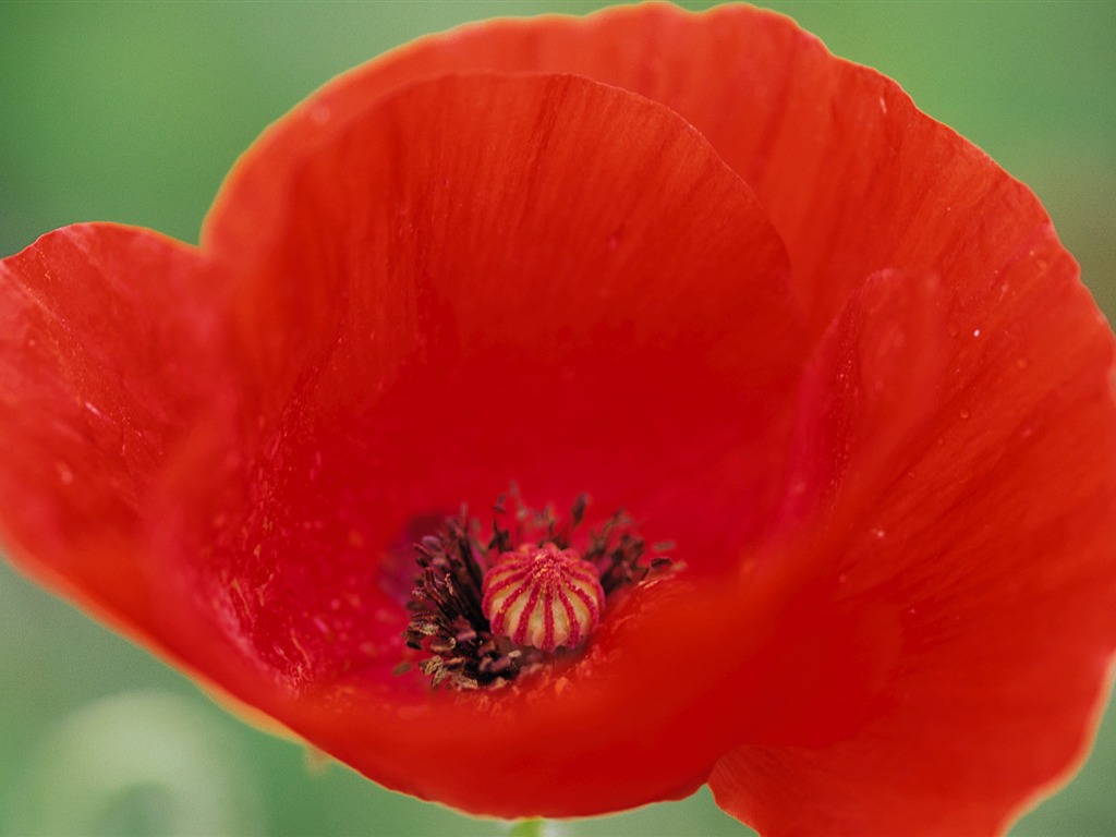 fleurs fond d'écran Widescreen close-up (8) #6 - 1024x768