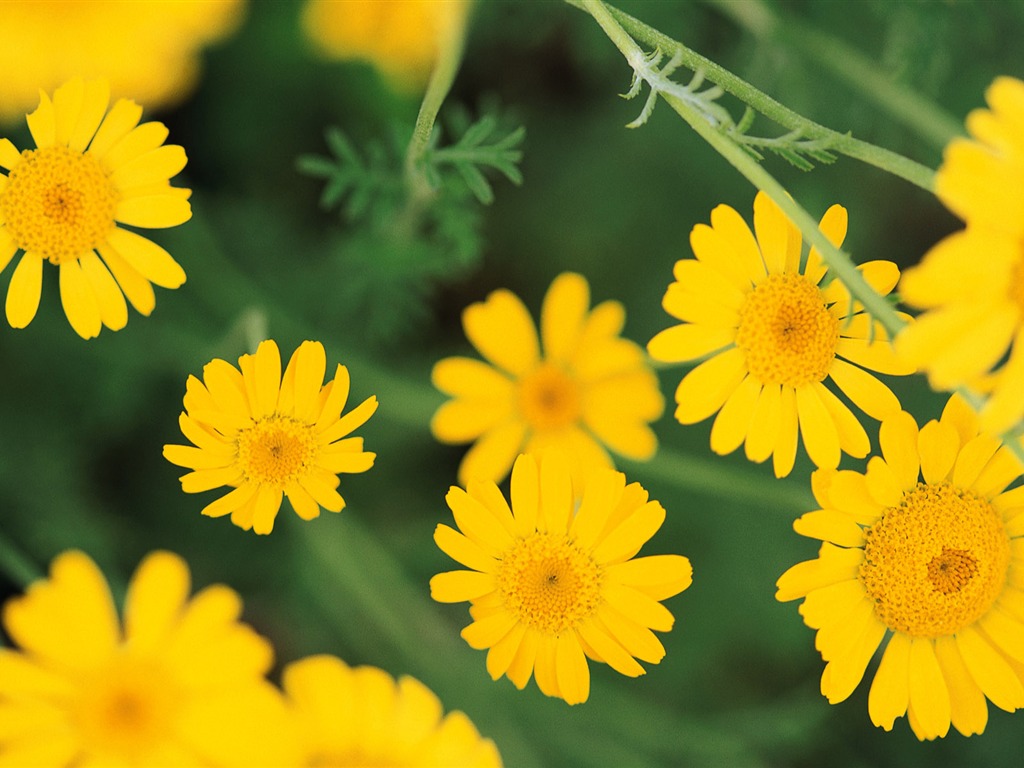 fleurs fond d'écran Widescreen close-up (8) #11 - 1024x768