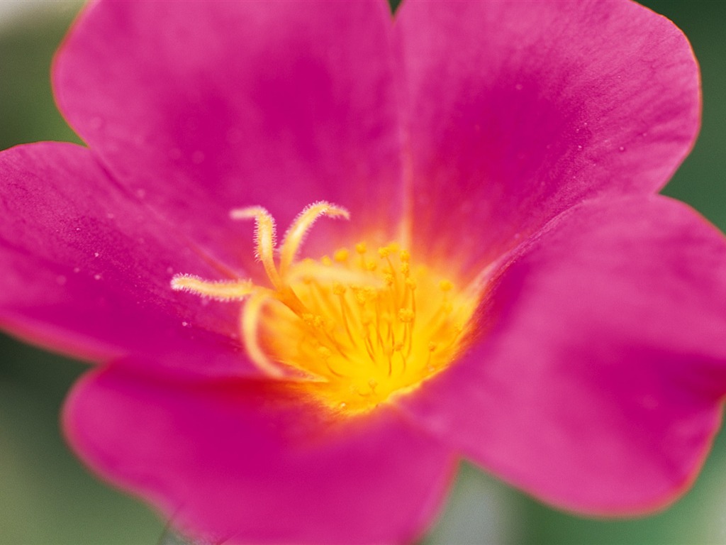 fleurs fond d'écran Widescreen close-up (8) #12 - 1024x768