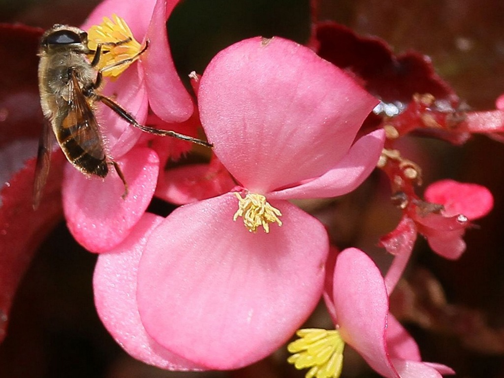 Macro flower market (west works) #1 - 1024x768