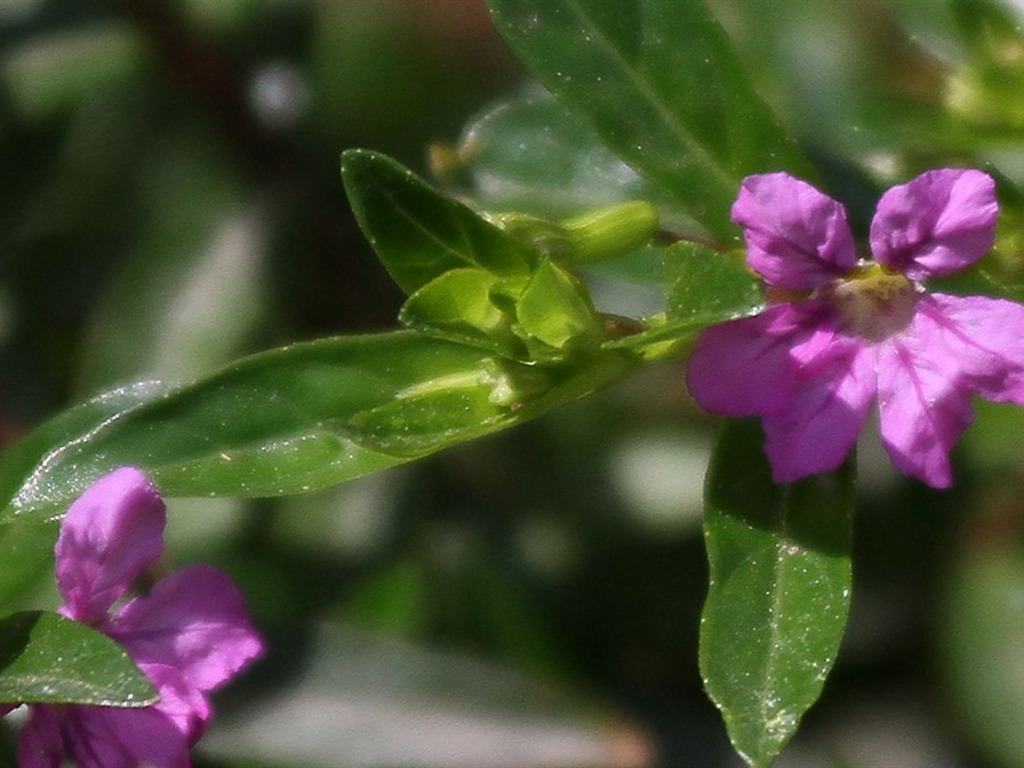 Macro flower market (west works) #16 - 1024x768