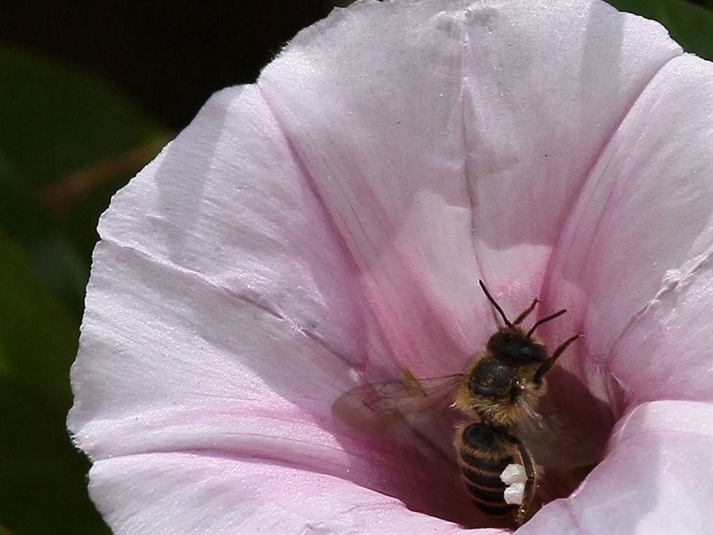 Macro flower market (west works) #24 - 1024x768