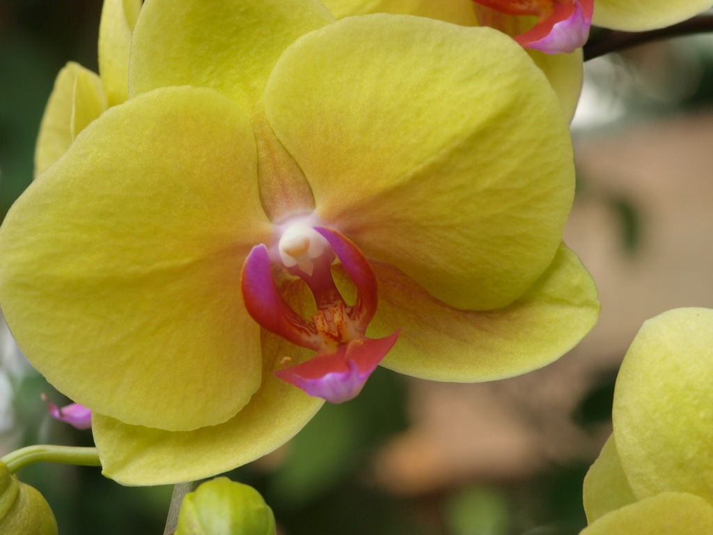 Phalaenopsis (dawenwei 작품) #12 - 1024x768