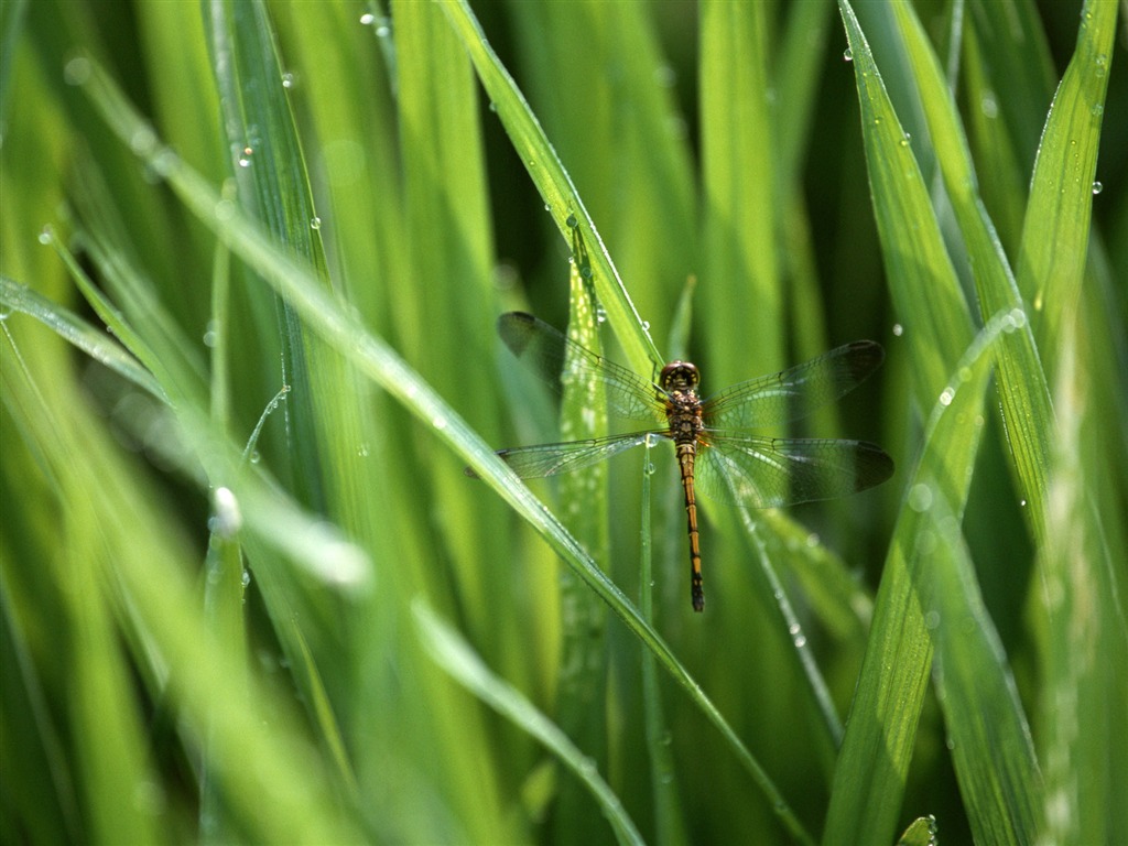 Field photo wallpaper #1 - 1024x768