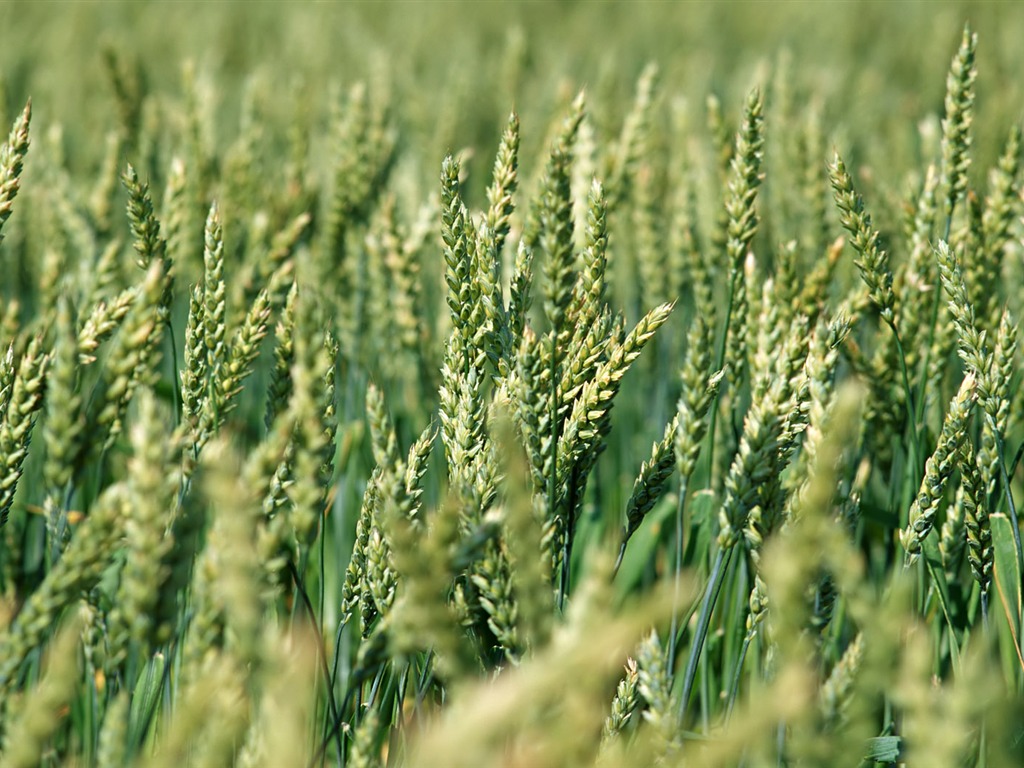 Tao Heung Shakes the Barley écran Fond d'écran #6 - 1024x768