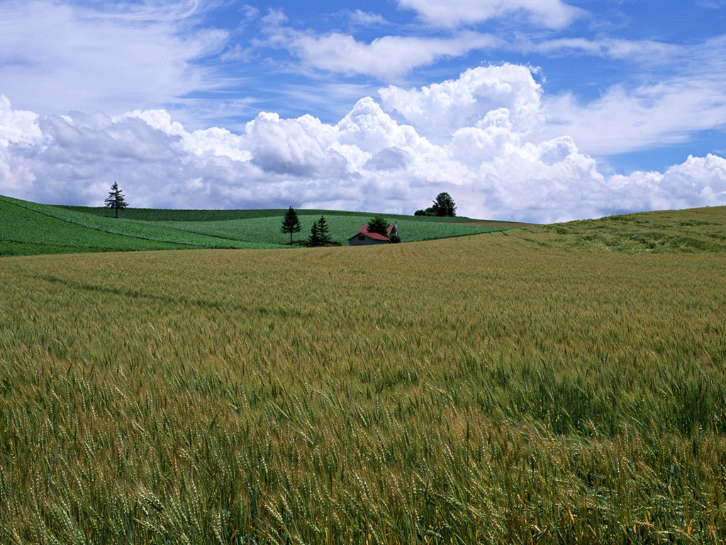 Tao Heung otřásá obrazovce Ječmen tapeta #7 - 1024x768