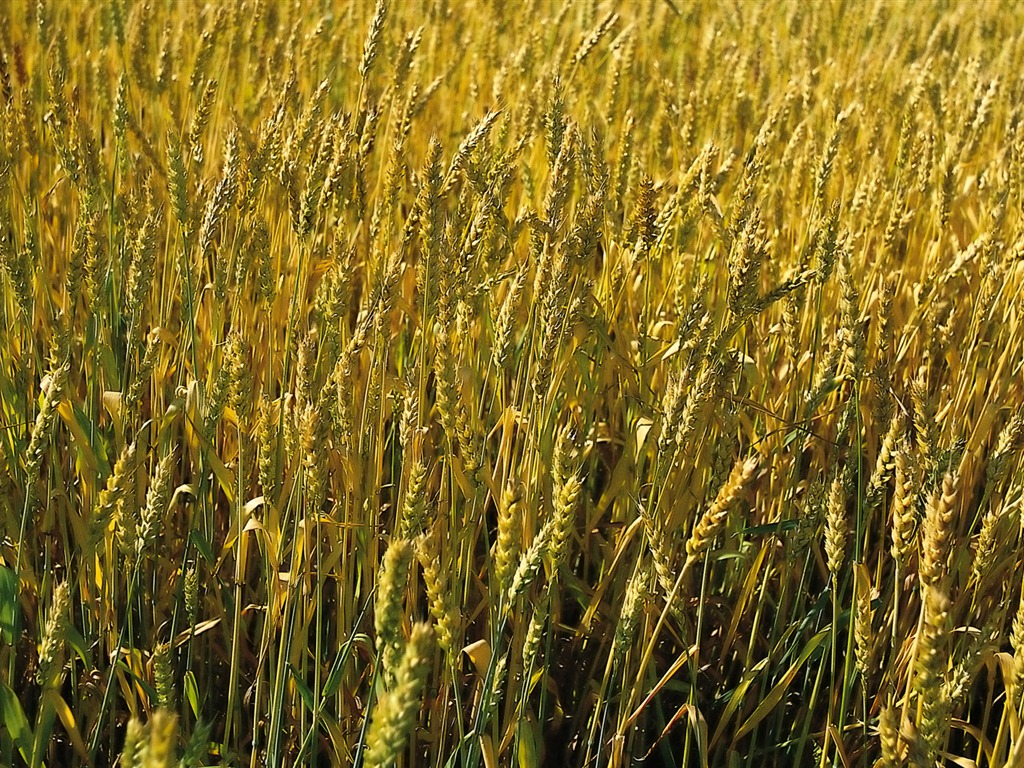 Tao Heung Shakes the Barley écran Fond d'écran #15 - 1024x768