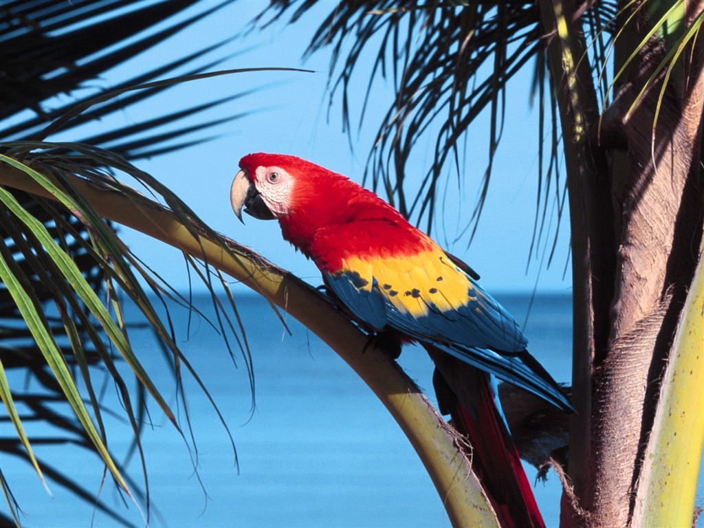 Parrot wallpaper fotoalbum #2 - 1024x768