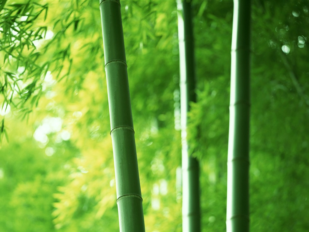 Verde álbumes fondo de pantalla de bambú #1 - 1024x768