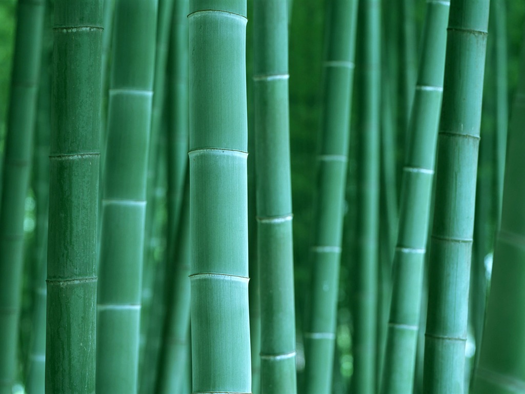 Verde álbumes fondo de pantalla de bambú #2 - 1024x768
