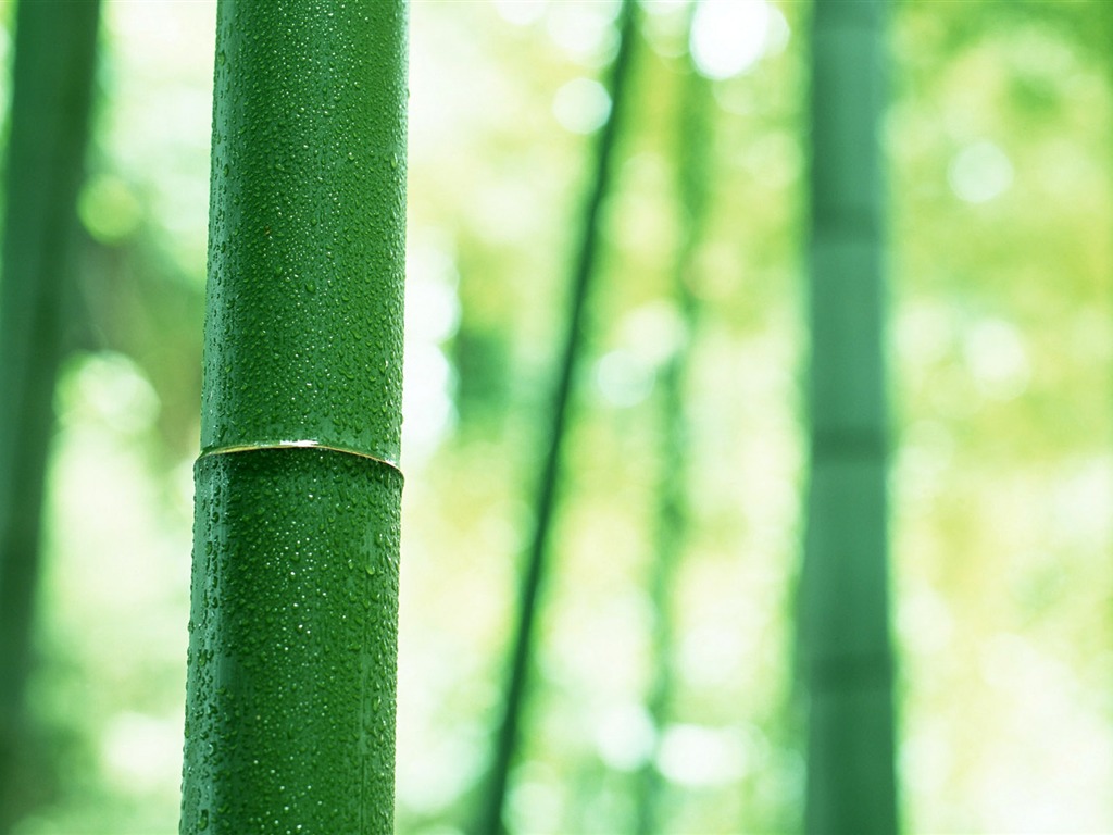 Verde álbumes fondo de pantalla de bambú #3 - 1024x768