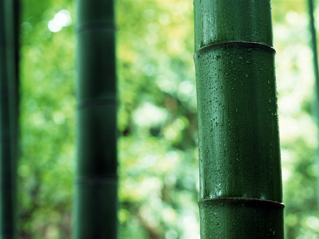 Verde álbumes fondo de pantalla de bambú #4 - 1024x768