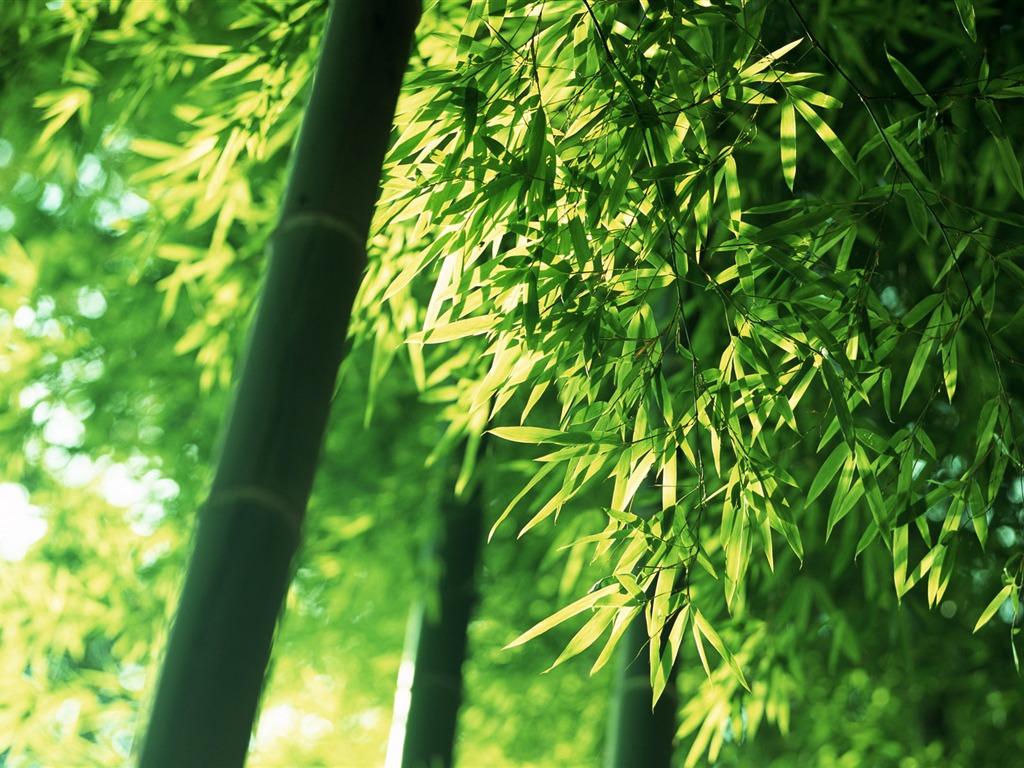 Verde álbumes fondo de pantalla de bambú #5 - 1024x768