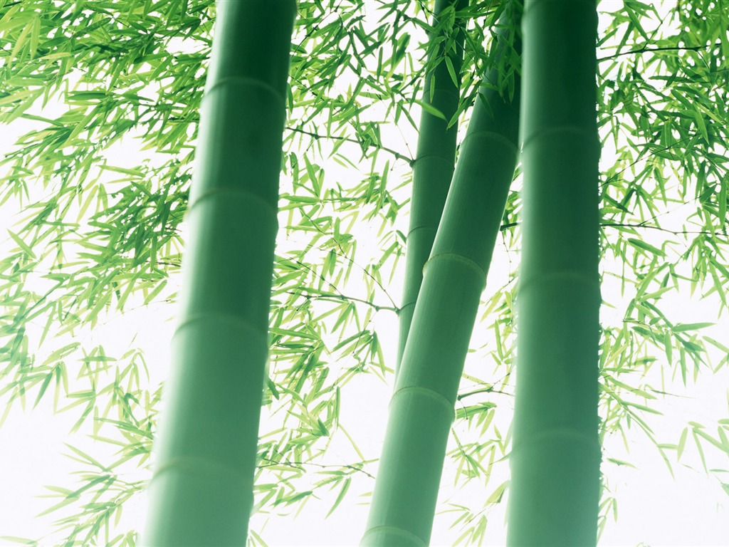 Verde álbumes fondo de pantalla de bambú #7 - 1024x768