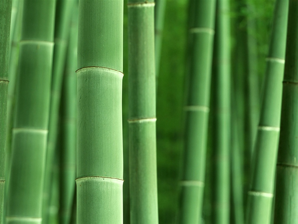 Verde álbumes fondo de pantalla de bambú #8 - 1024x768