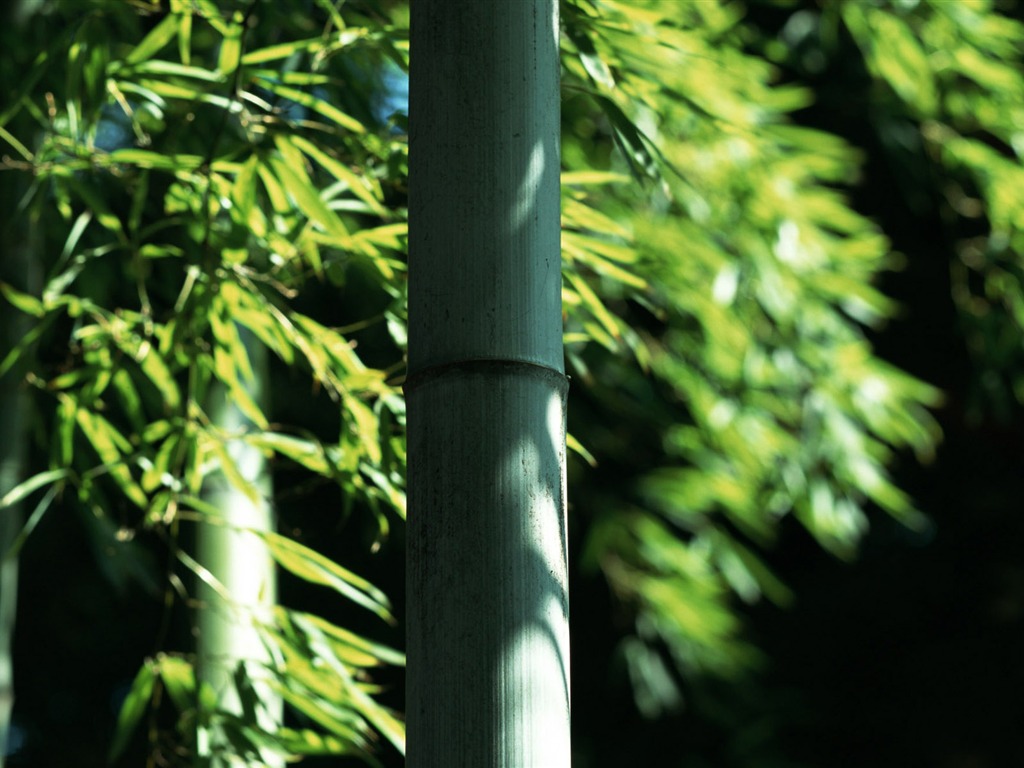 Verde álbumes fondo de pantalla de bambú #9 - 1024x768