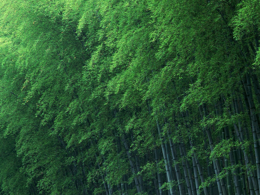 绿色竹林 壁纸专辑12 - 1024x768