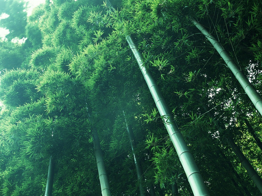 Verde álbumes fondo de pantalla de bambú #13 - 1024x768
