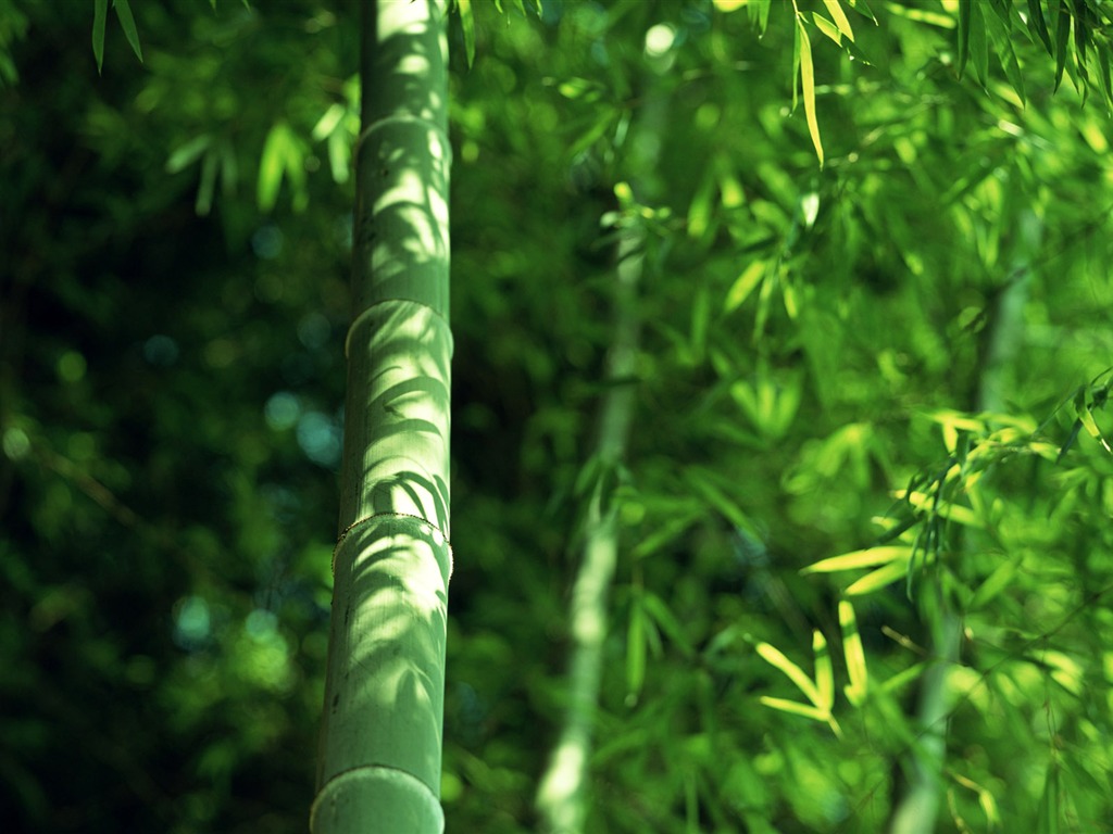Verde álbumes fondo de pantalla de bambú #14 - 1024x768