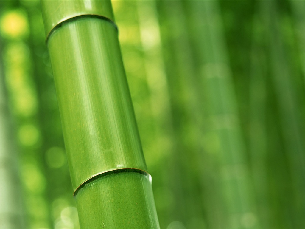 Verde álbumes fondo de pantalla de bambú #16 - 1024x768
