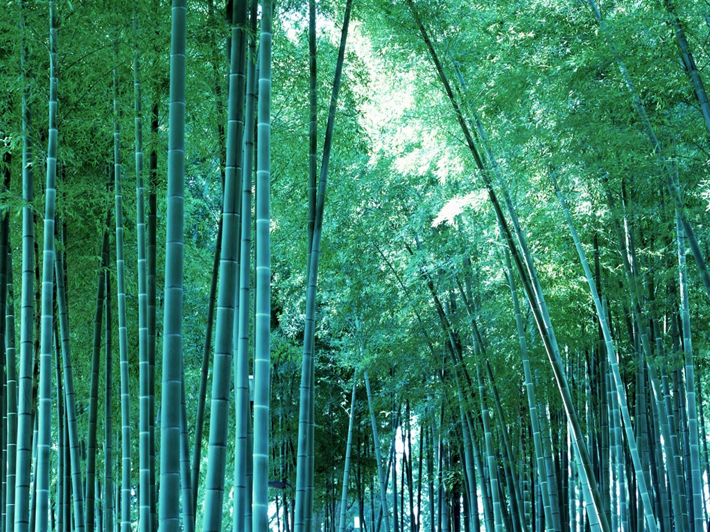 Verde álbumes fondo de pantalla de bambú #19 - 1024x768