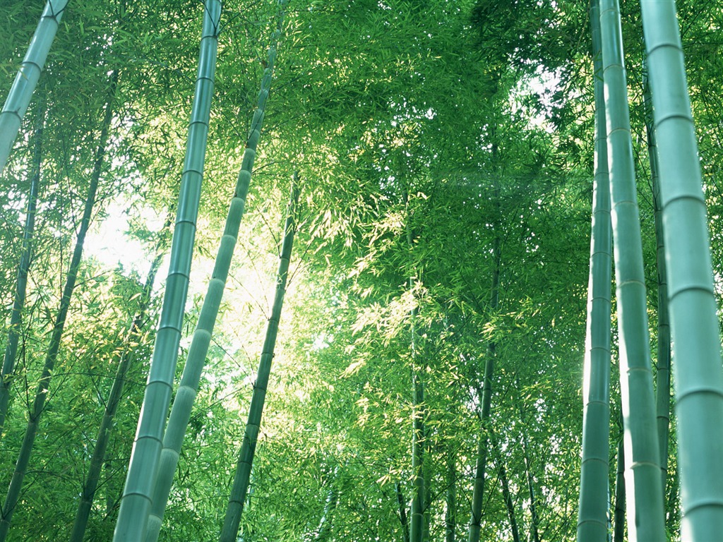 Verde álbumes fondo de pantalla de bambú #20 - 1024x768