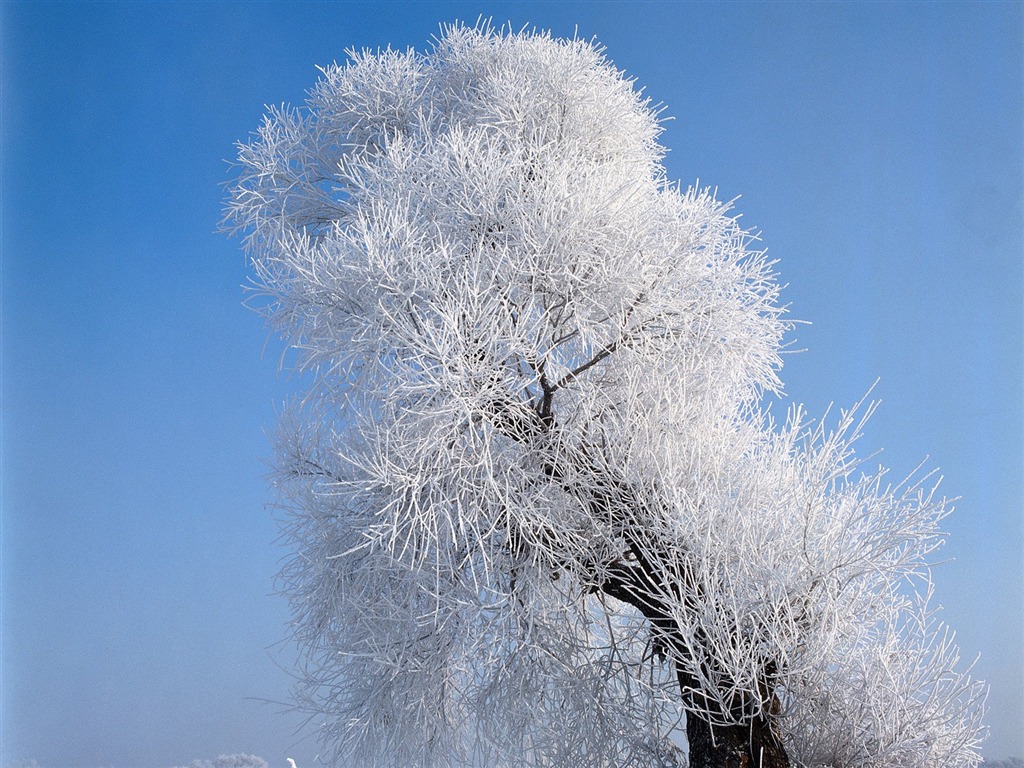 冬天雪景壁纸2 - 1024x768