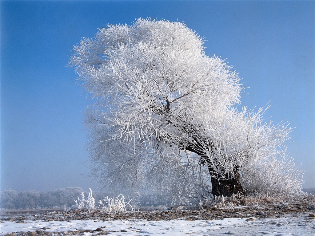 冬天雪景壁纸11 - 1024x768