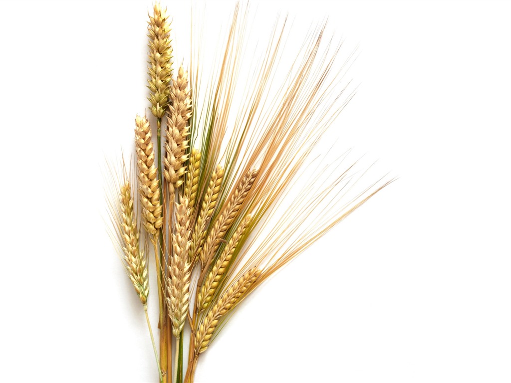 Fond d'écran du blé (1) #3 - 1024x768