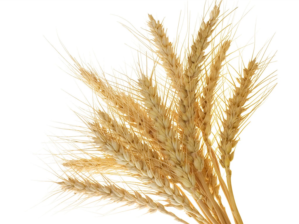 Wheat wallpaper (1) #4 - 1024x768